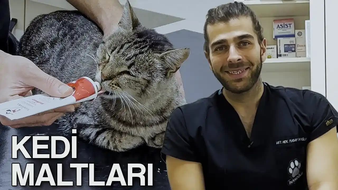Kedi Türleri ve Özellikleri Hakkında Kapsamlı Rehber Evcil Dostlarınız İçin
