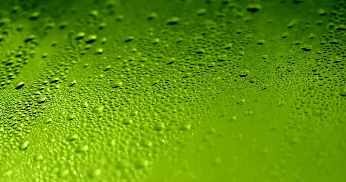 Kedi Yavrusu Bakımı Rehberi: Sağlıklı ve Mutlu Bir Yetişkinlik İçin Temel İlkeler