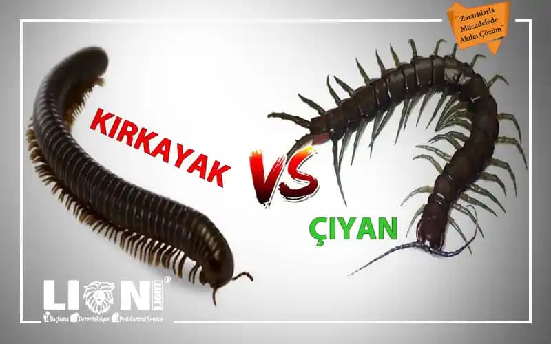 Kırkayak ve Çiyan Haşereleriyle Güvenli ve Etkili Mücadele Yöntemleri