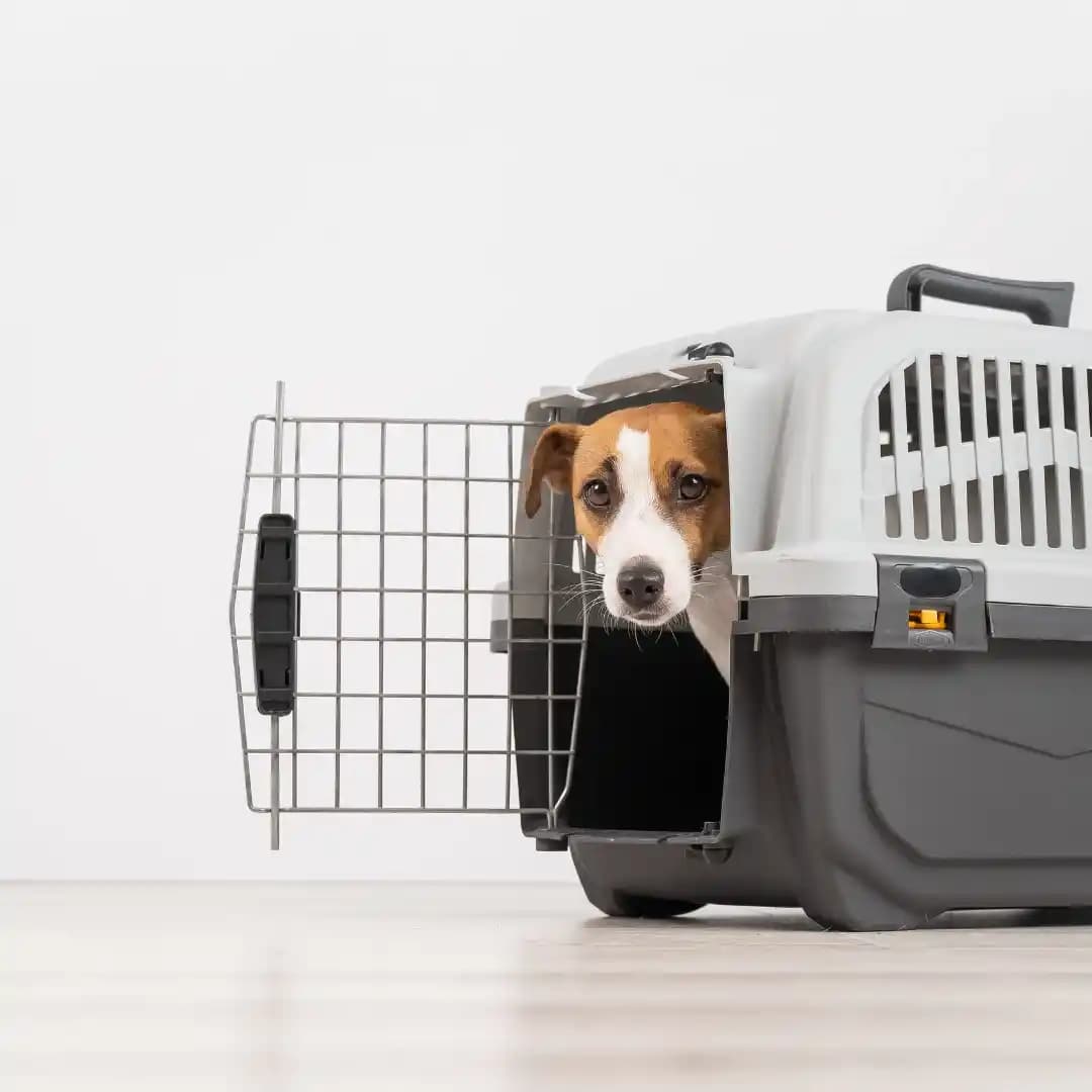 Köpekler İçin Güvenli ve Konforlu Seyahat Ekipmanları Rehberi