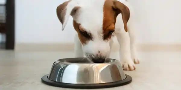 Küçük Irk Köpekleri İçin Uygun Mama Seçimi ve Beslenme İpuçları