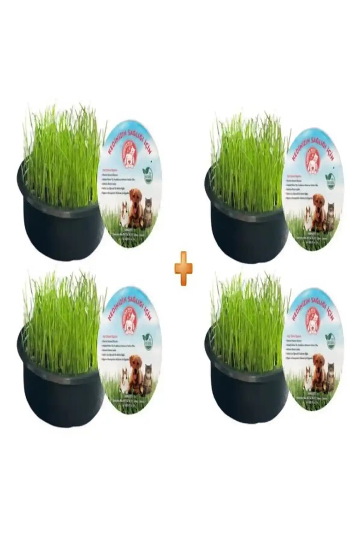 Organik Kedi Çimi ile Kedinizin Doğal Sağlığını Destekleyin