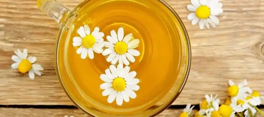 Papatya Suyu Nedir Faydaları ve Kullanım Alanları Hakkında Detaylı Bilgi