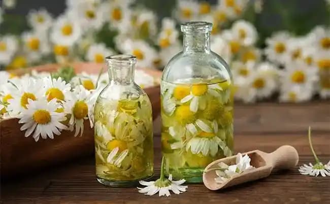 Papatya Suyu ve Evde Kullanım Alanları: Doğal Çözümler ve Faydaları