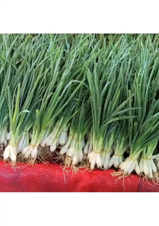 Taze Soğan Piyasa Fiyatları ve Güncel Durum Analizi