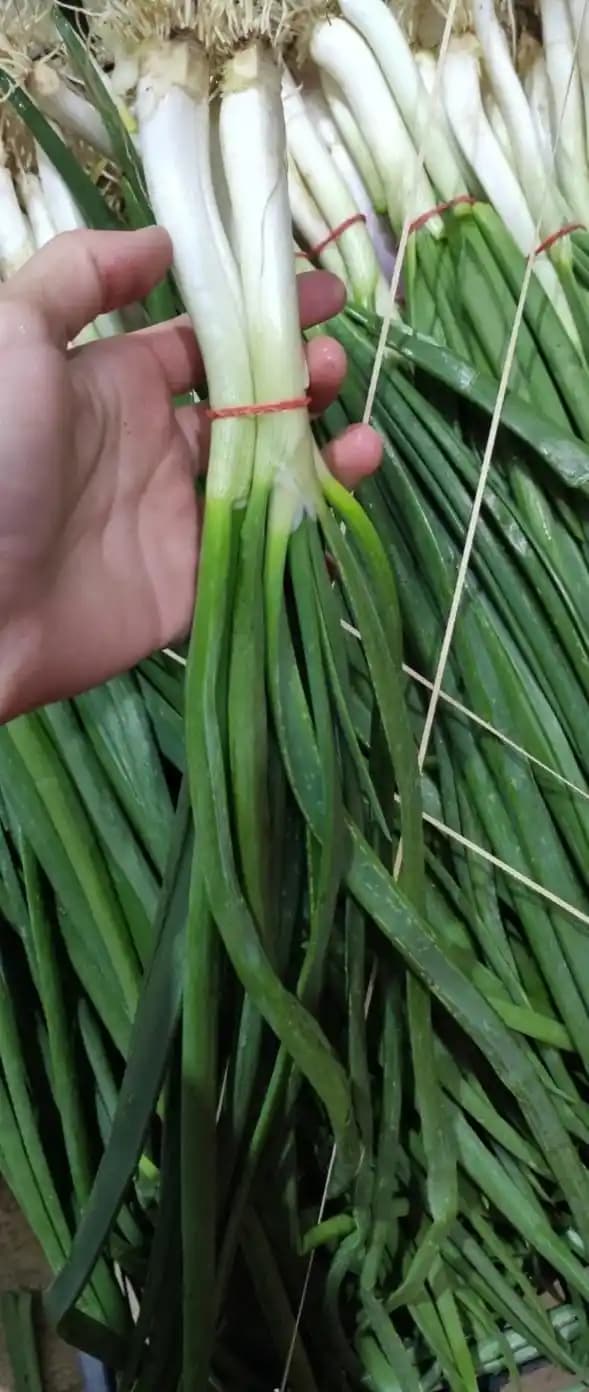 Taze Soğanın Güncel Gramaj Seçenekleri ve Tüketici Tercihleri Analizi