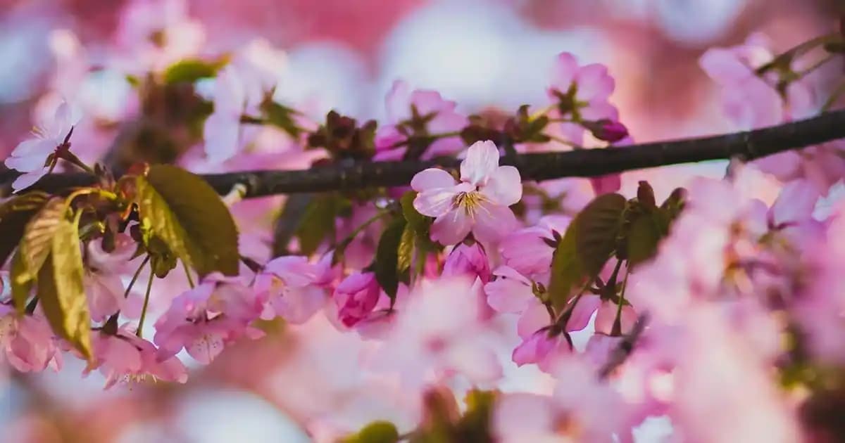 Toz Çamaşır Deterjanlarının Leke Çıkarmadaki Rolü ve Doğru Kullanım Yöntemleri