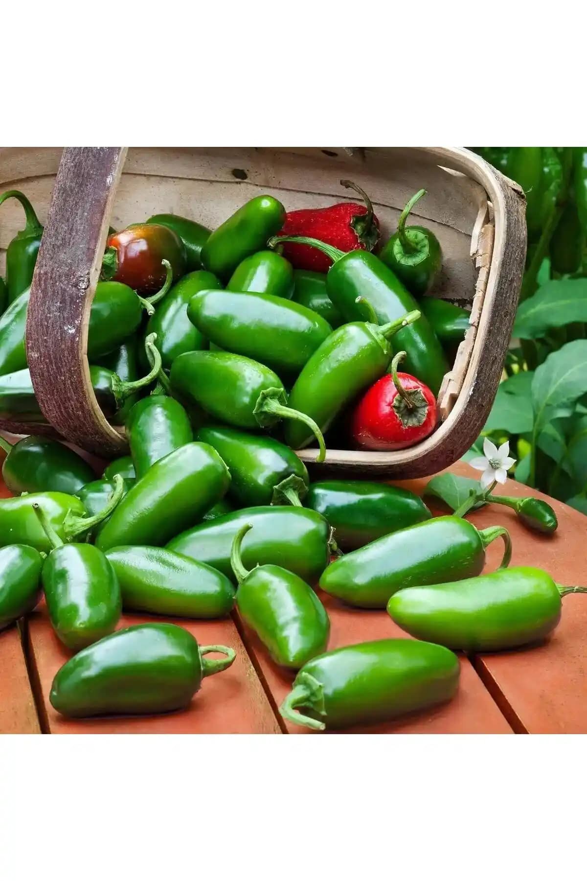 Türkiye'de Jalapeno Biberi Üretimi ve Tarımsal Potansiyeli Analizi