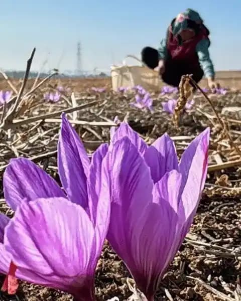 Türkiye’de Safran Yetiştiriciliği: Temel Bilgiler ve Uygulama İpuçları