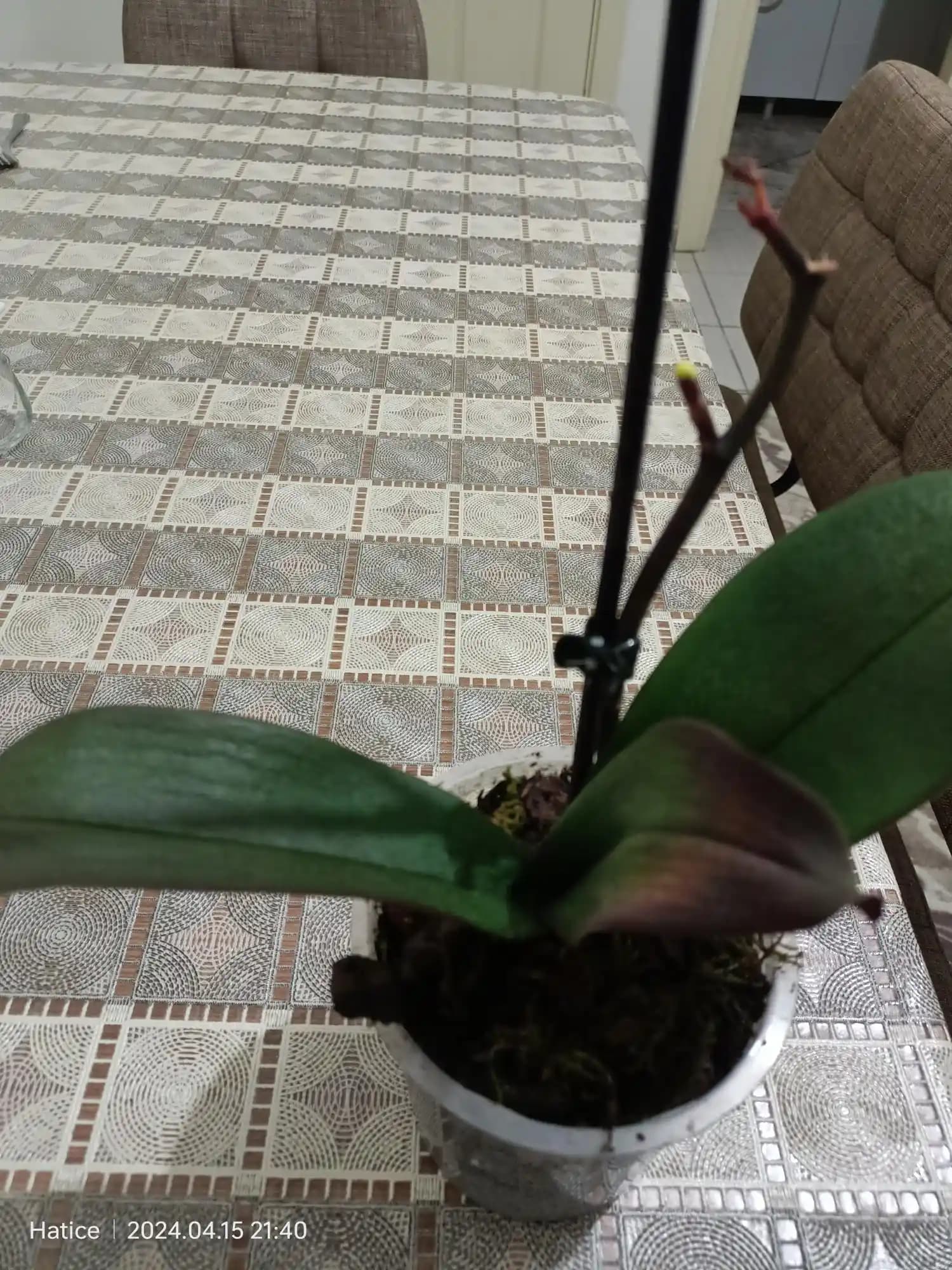 Migros'ta Orkide Çiçeği: Fiyatlar, Çeşitler ve Bakım İpuçlarıyla Zarif Dekorasyon