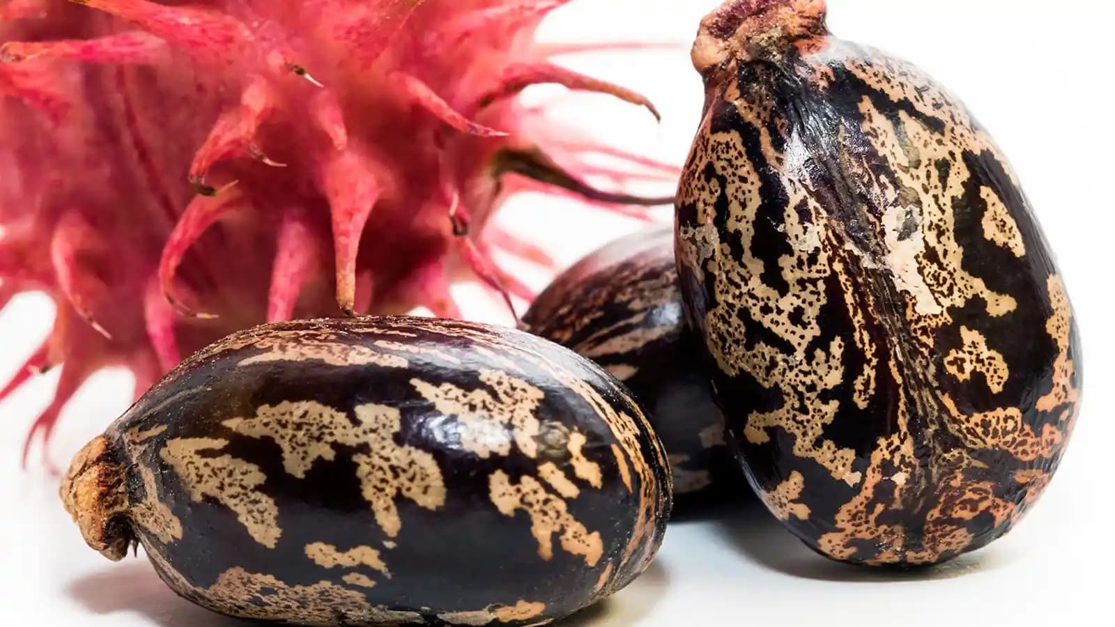 Risin Yağı Nedir, Faydaları, Zararları ve Güvenli Kullanım İpuçları