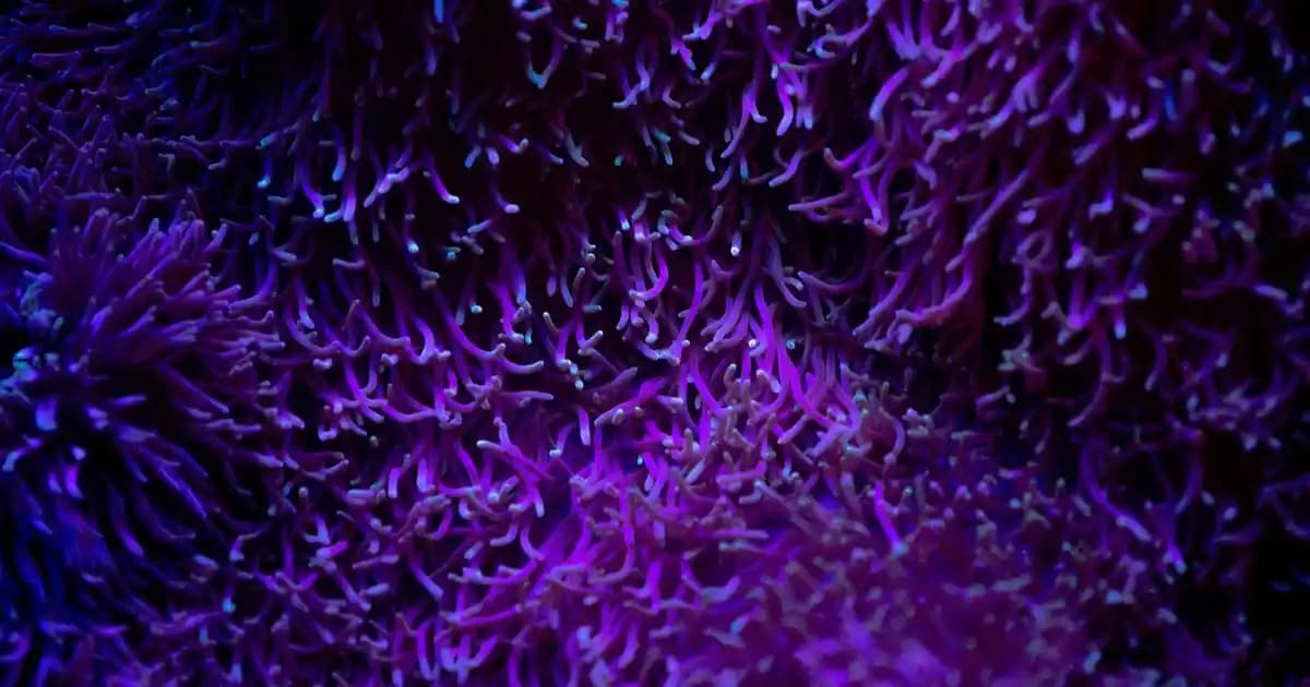 Ekonomik ve Lezzetli Yılbaşı Ana Yemekleri İçin Pratik Öneriler ve Pişirme Yöntemleri