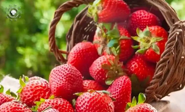 Çilek Çeşitleri ve Önemi: Tarım ve Tüketimde Güncel Yaklaşımlar