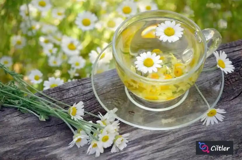 Papatya Suyunun Sağlık Faydaları ve Doğal Şifa Kaynağı Olarak Kullanımı