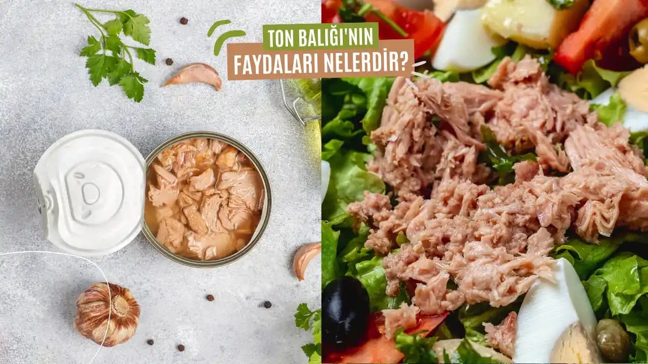 Ton Balığının Lezzet ve Sağlık Dengesi Üzerine Kapsamlı Bir İnceleme