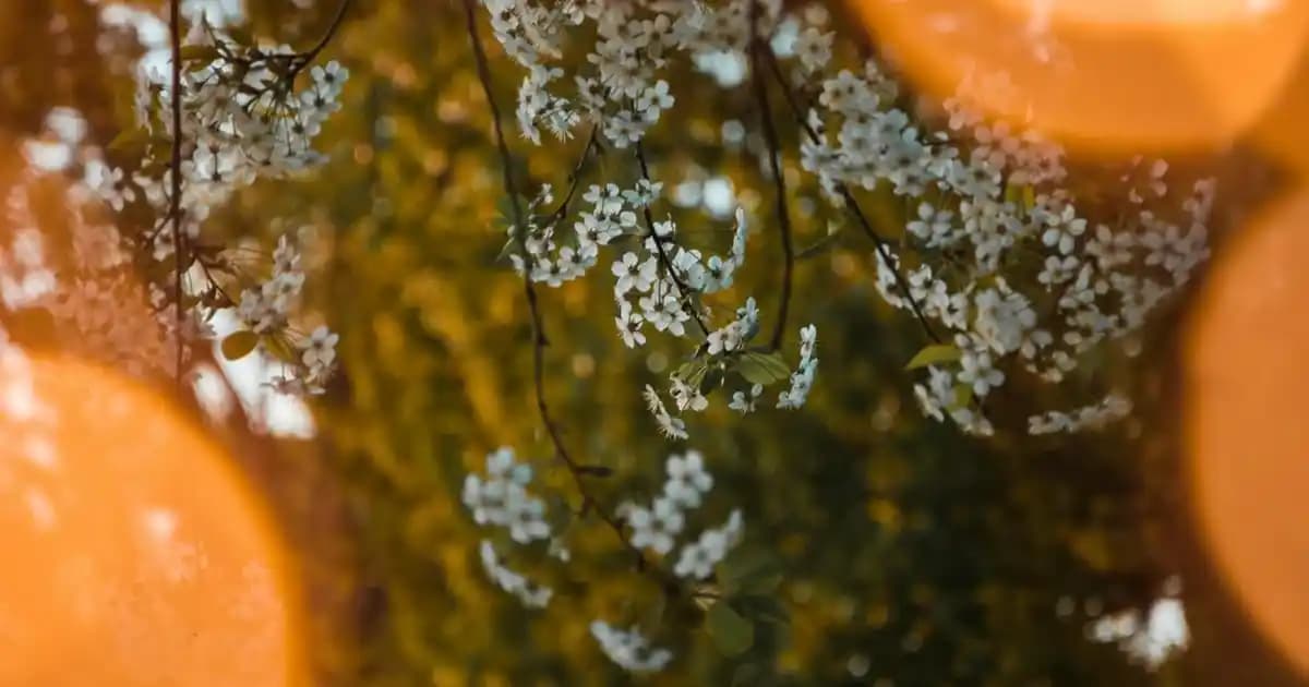 2025'te Arpa Şehriye ile Sofralarınızı Sağlık ve Lezzetle Şenlendirin