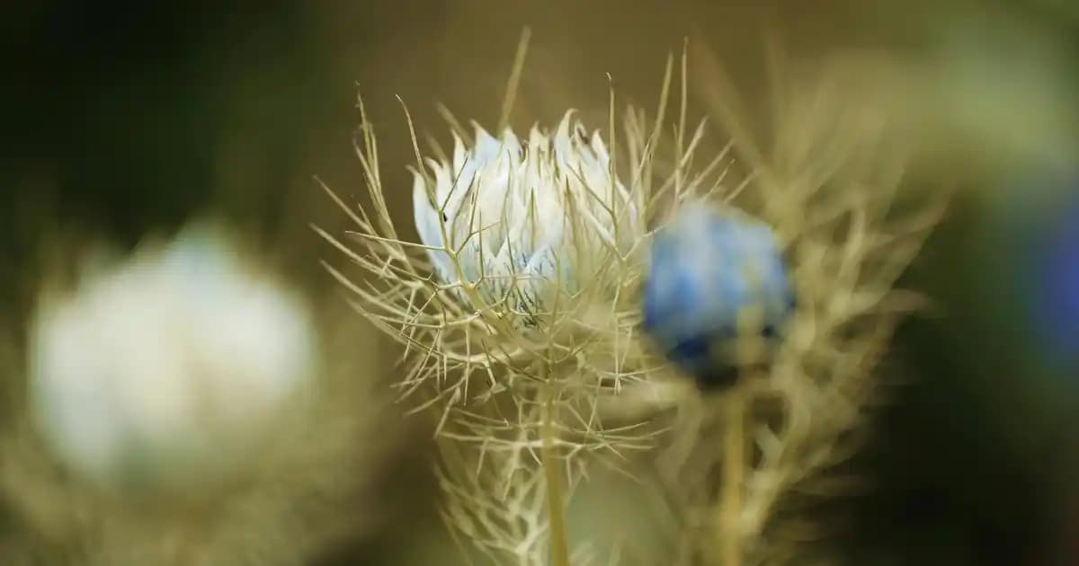 2025'te Basmati Pirincin Protein Sırrı: Sağlığınızı Güçlendirin