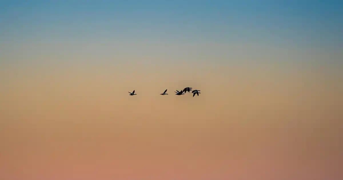 Breadboard Güç Modülü Nedir ve Elektronik Projelerde Nasıl Kullanılır