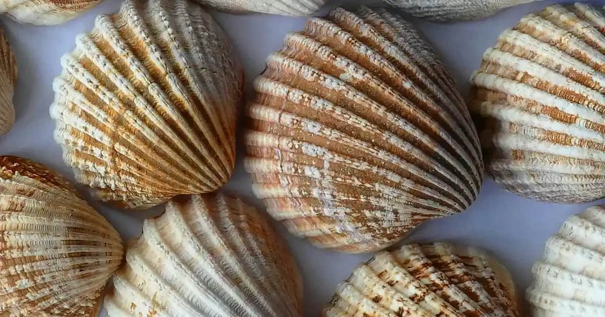 Dünyanın En İyi Gıda Takviyesi Markaları ve Sağlıklı Yaşam İçin Öneriler