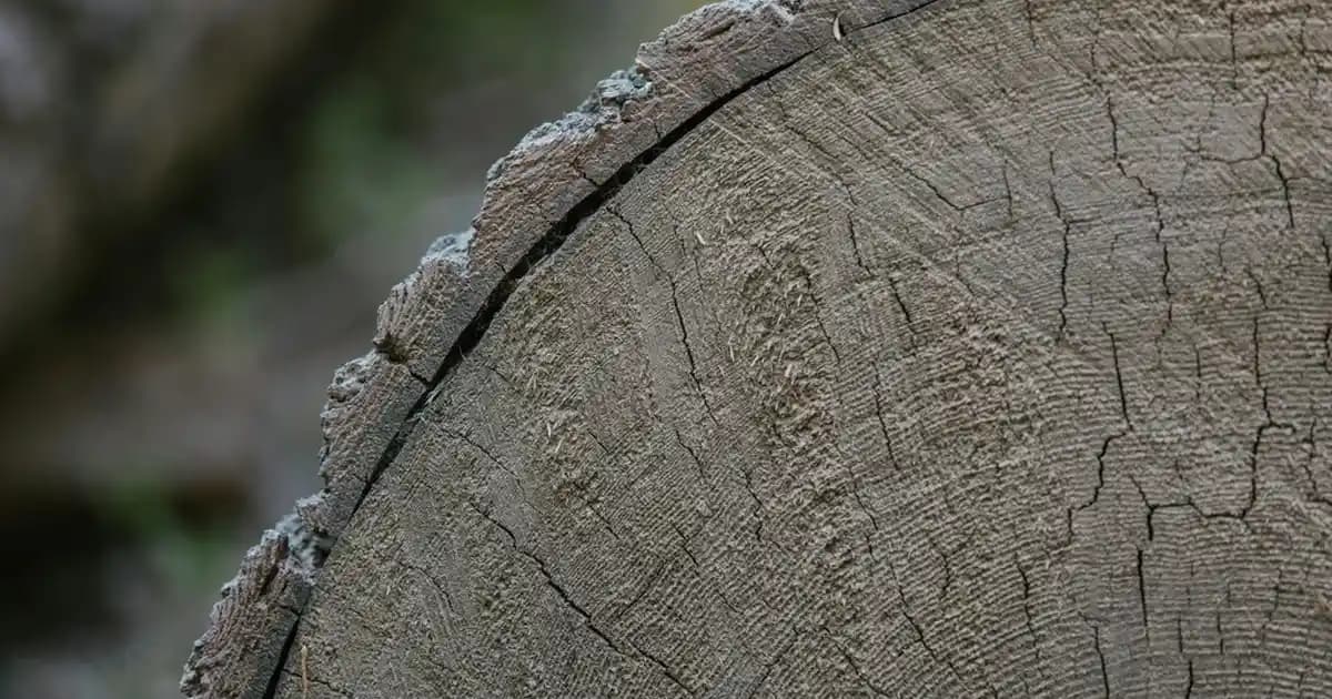 Ecosin Tablet Kullanımı ve Fungal Enfeksiyonlara Karşı Etkili Çözüm Rehberi