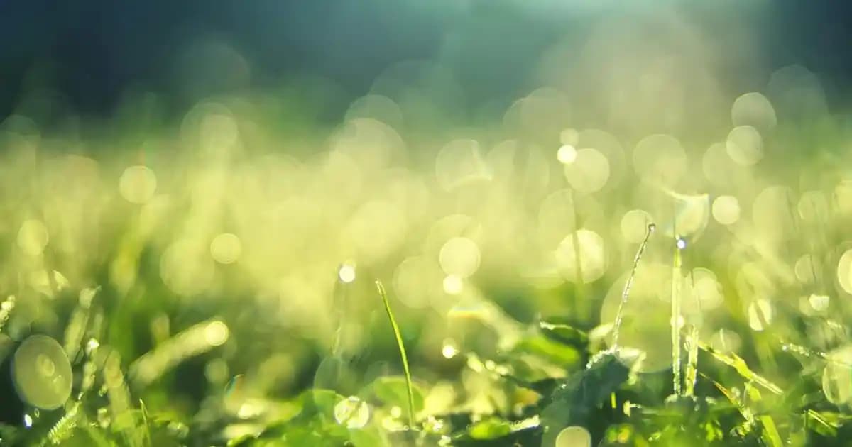 Folik Asit Nedir ve Süpermarketlerde Kolayca Bulunan Sağlıklı Kaynaklar