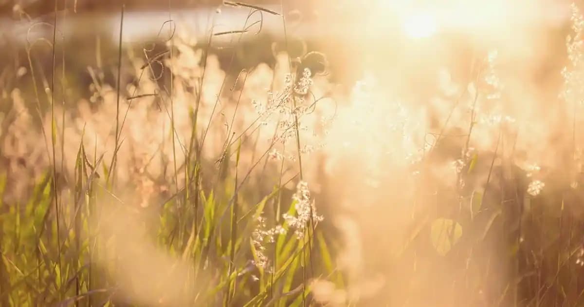 Guarana İçeceği Nedir? Doğal Enerji Kaynağı ve Sağlık Faydaları