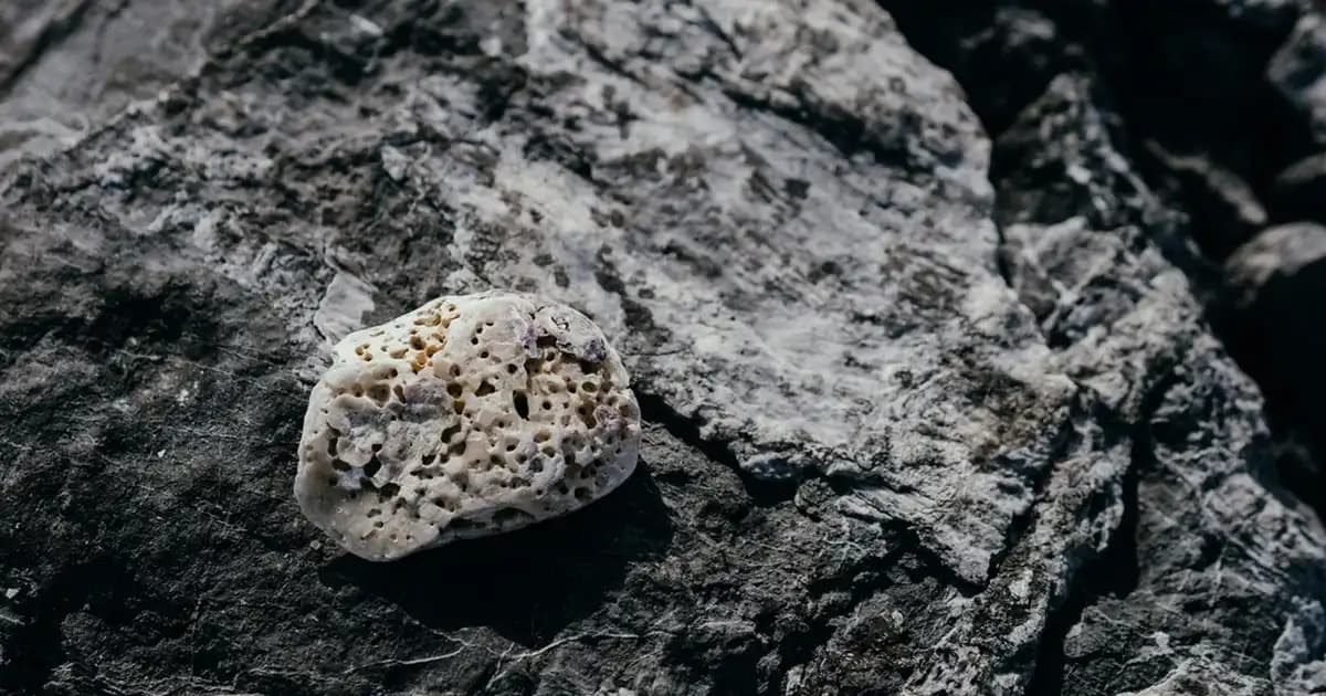 Isparta Gülü: Geleneksel ve Modern Yöntemlerle Yetiştirilen Aromatik Gül Türü