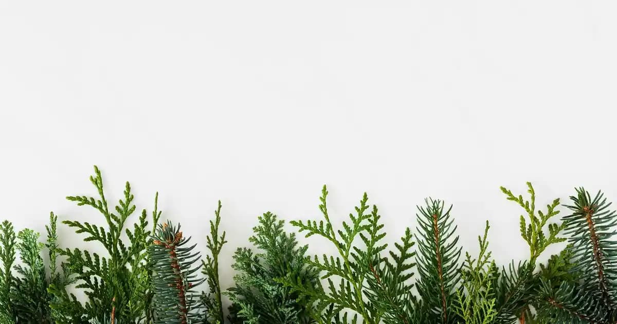 İzmir ile Didim Arasındaki Mesafe ve Ulaşım Seçenekleri Hakkında Bilgilendirici Rehber