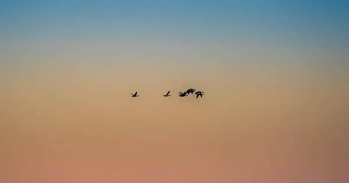 Kantaron Yağı ve Hemoroid: Doğal Bir Alternatif Mi Gerçekten Faydalı mı?