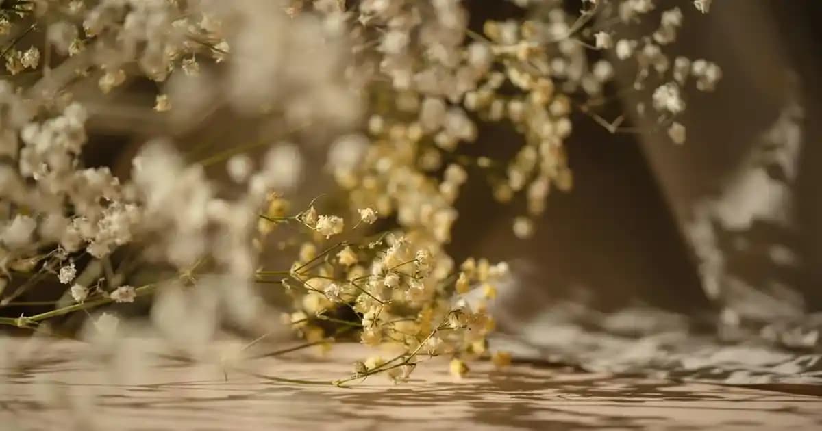 Kediler İçin Balık Yağı Faydaları ve Doğru Kullanım Yöntemleri