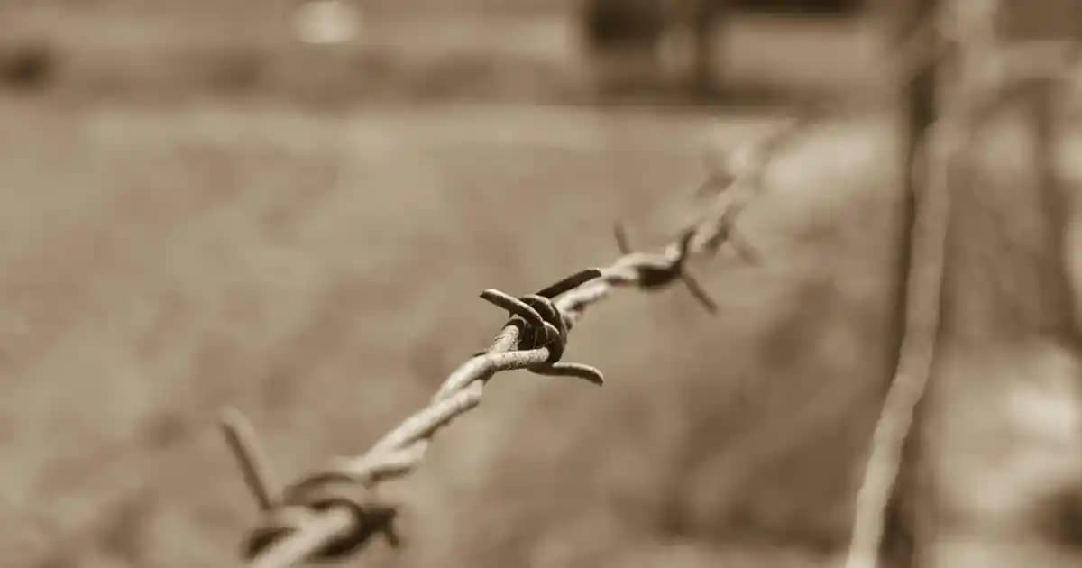 Kedilerde Tüy Dökülmesi Nedenleri ve Etkili Önleme Yöntemleri