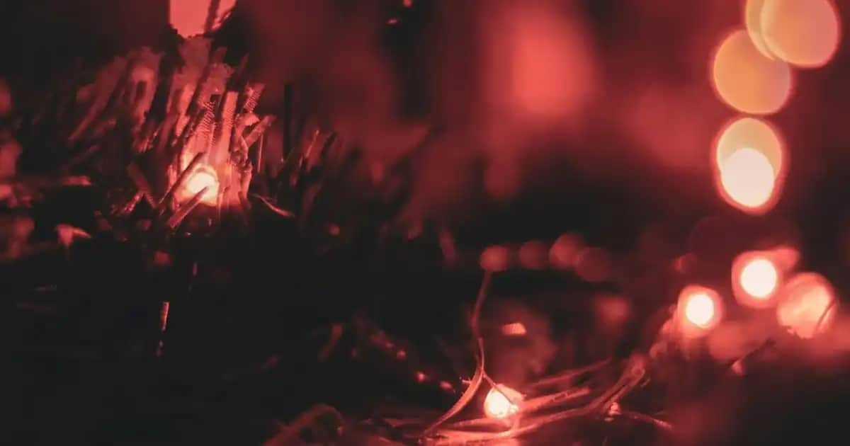 Konserve Kedi Maması Seçerken Dikkat Edilmesi Gerekenler ve En İyi Markalar