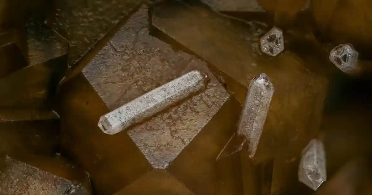 Koyun Dalakının Besin Değeri, Hazırlama Yöntemleri ve Sağlık Üzerindeki Etkileri