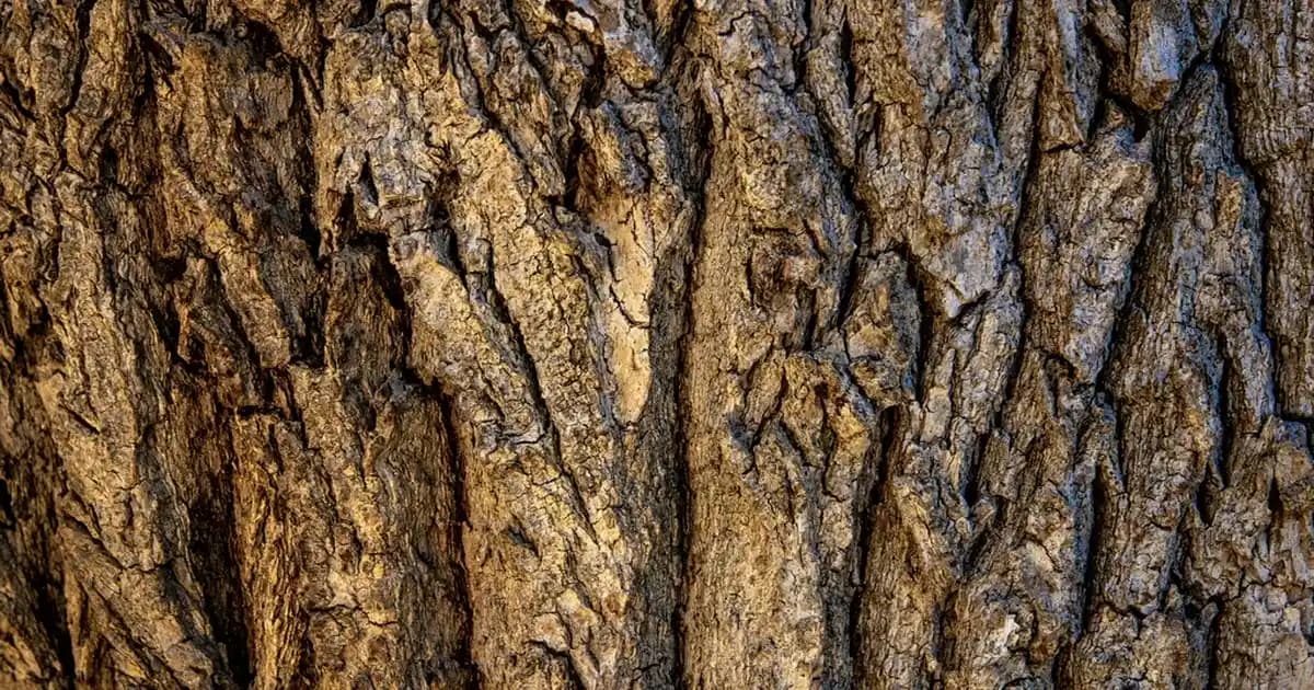 Manisa'da Migros Süpermarketleri ve Sanal Market Hizmetleri Hakkında Bilgiler