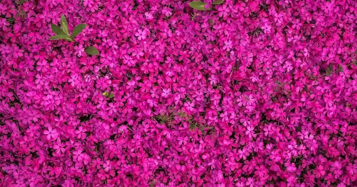 2025'te Metilsülfonilmetan (MSM) Kullanırken Bilmeniz Gereken 5 Kritik Risk