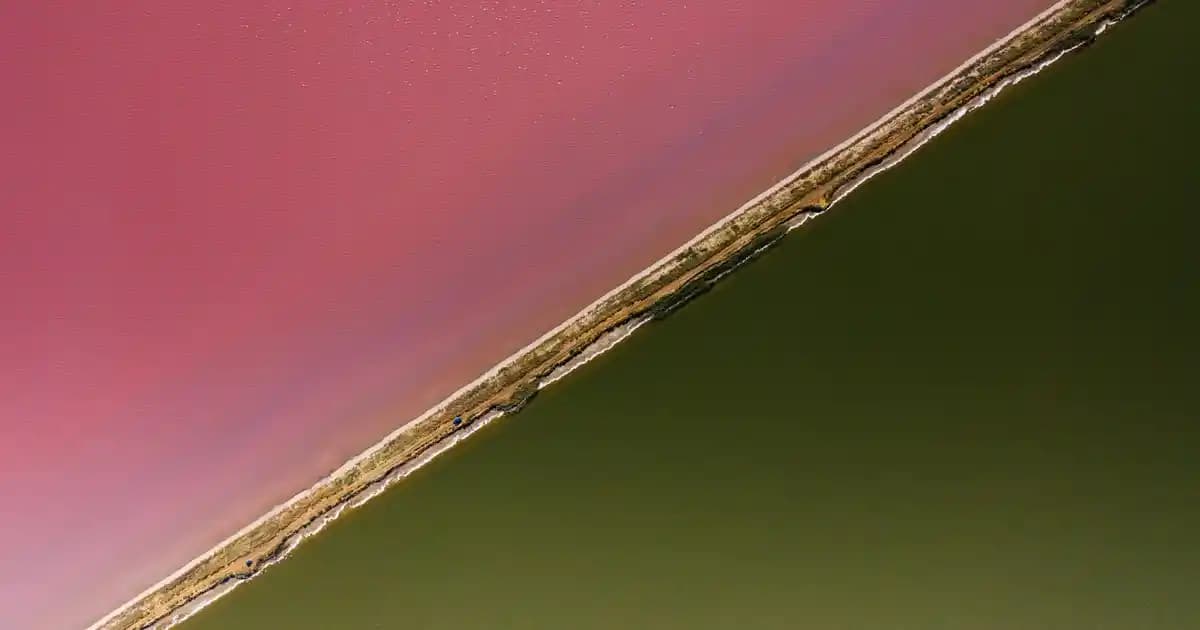 2025'te Migros'ta Kedi Maması Seçerken Bilmeniz Gereken 5 Kritik İpucu