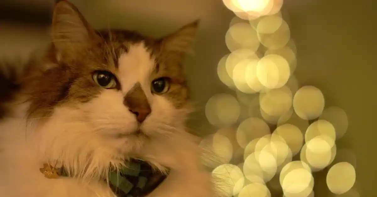 2025'te Migros'ta Solaris Şarap: Damaklarda İz Bırakan Tat Seçenekleri