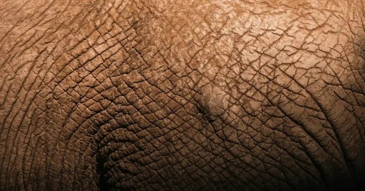 2025'te Nestle Yetişkin Mama Fiyatlarıyla Evcil Dostlarınızın Sağlığını Güvence