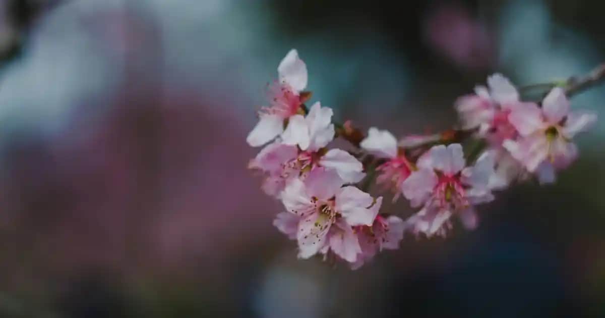 Nihal Atsız Kitap Setleri Türk Tarihi ve Kültürüne Derin Bir Yolculuk İçin En İyi Seçenekler