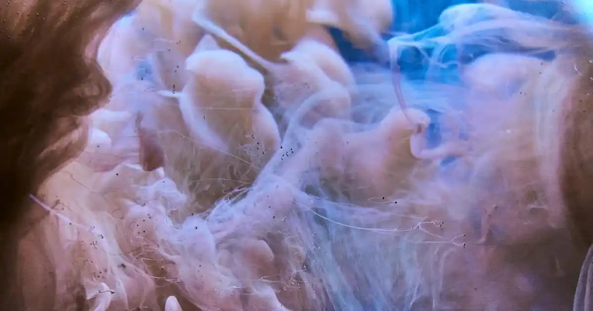 2025'te Ocean 500 mg Balık Yağı ile Sağlığınızda Devrim Yaratın