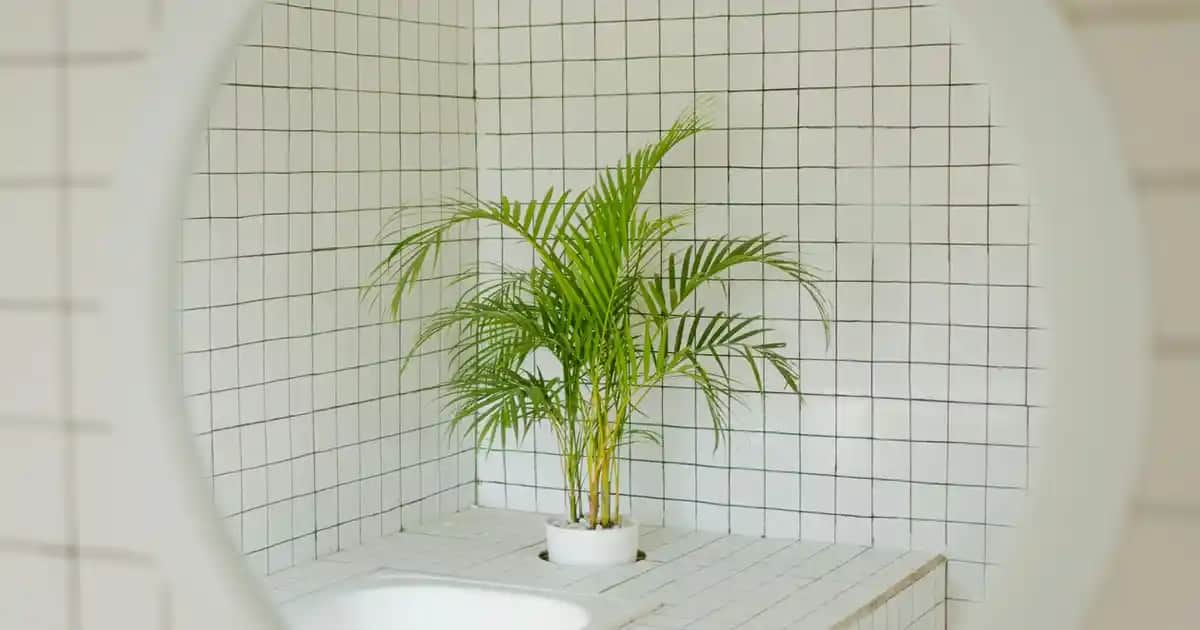 Ocean Krill Oil Fiyatları ve Süpermarketlerdeki Satış Noktaları Hakkında Detaylı Bilgi