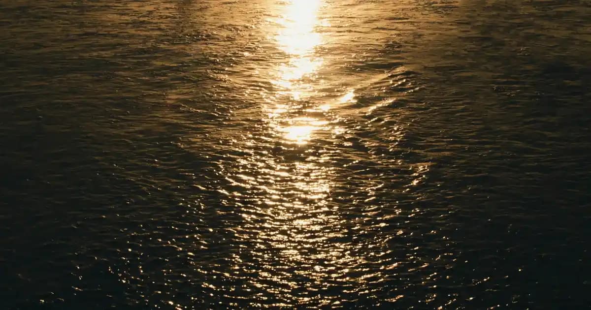 Orvital Organik Tavuk Ürünleri ile Sağlıklı ve Doğal Beslenme Seçenekleri