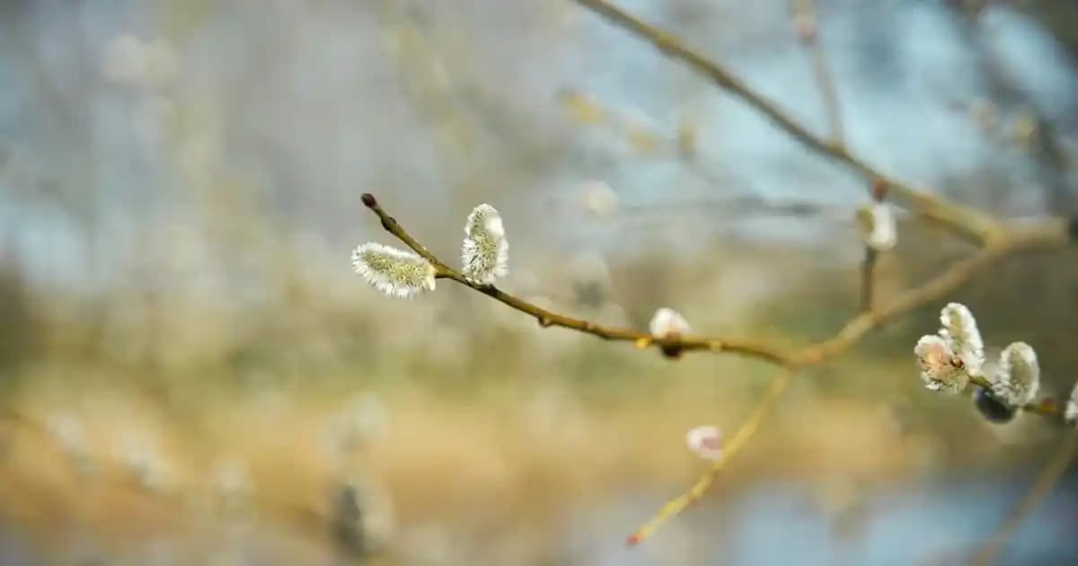 2025'te Petibör Bisküvi Gramajları ve Sağlıklı Tüketim Rehberi