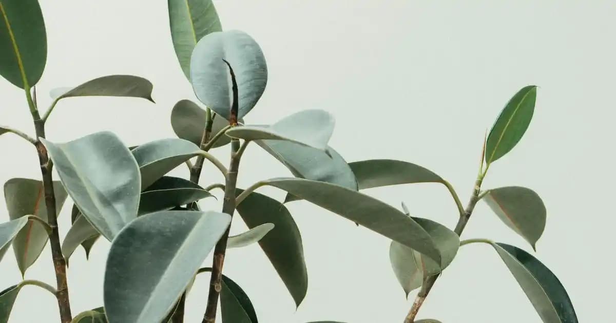 Peynirli Jalapeno Tarifi ve Sunum Fikirleriyle Lezzetli Atıştırmalıklar