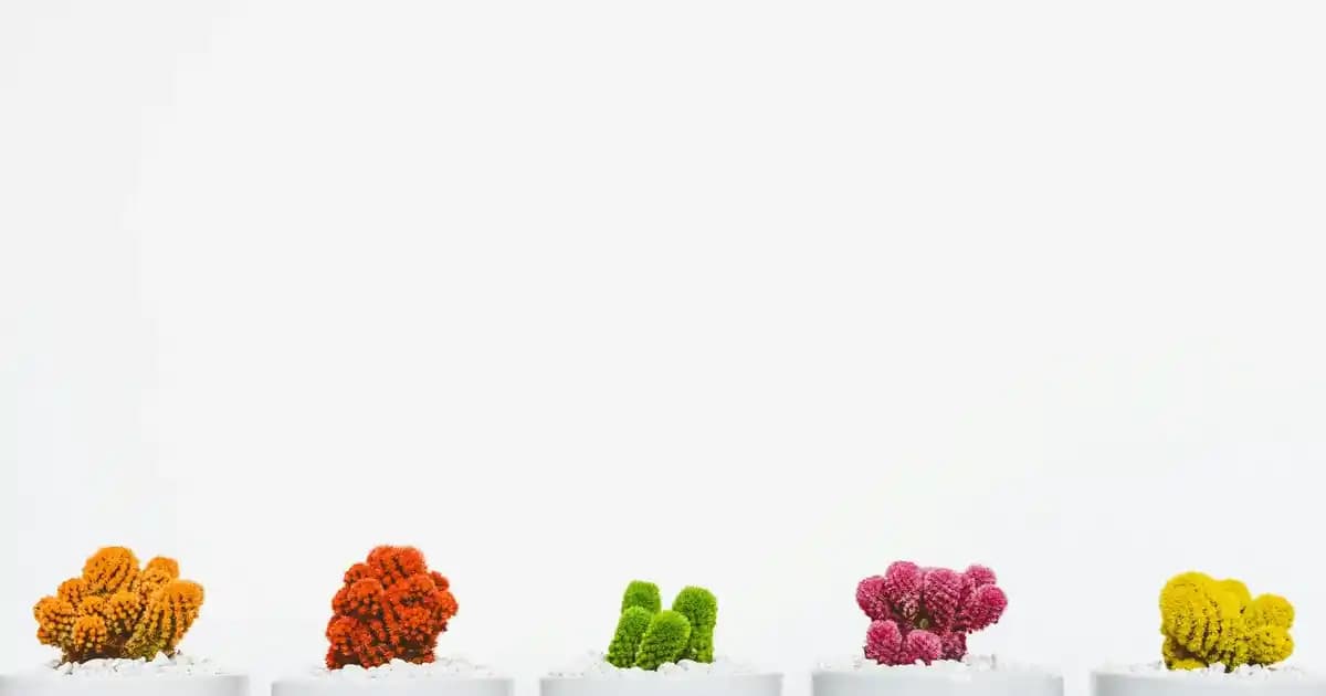 2025'te Tadelle Şekersiz Çikolata ile Tatlı Krizlerinizi Sağlıklı Çözün