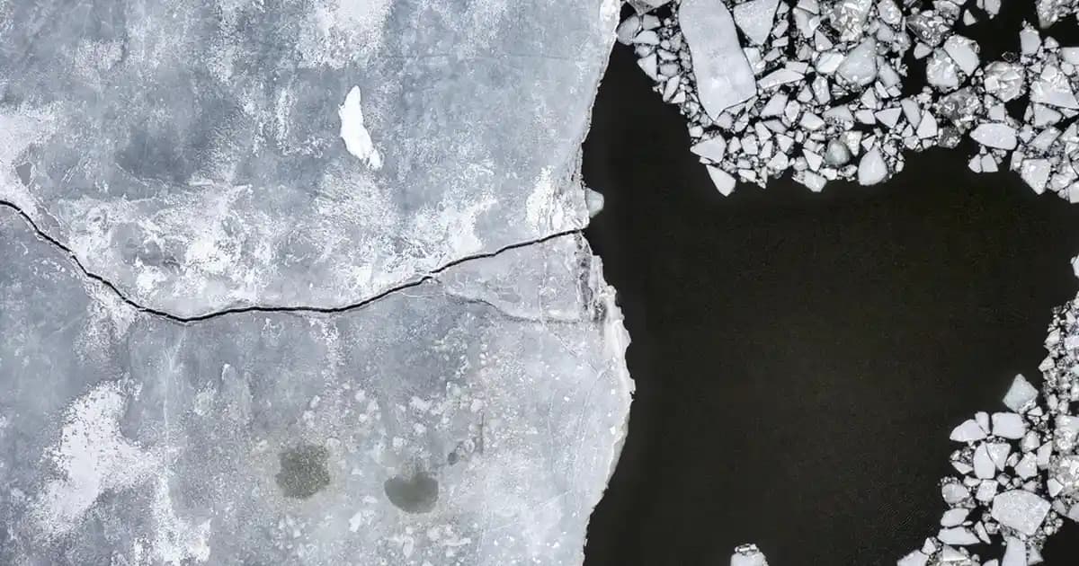 Yengeç Yağı Nedir, Nasıl Elde Edilir ve Sağlık ile Güzellik Faydaları Nelerdir?